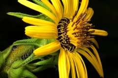 2022 Photo Contest, 1st Place Native Plant Category