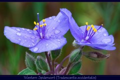 2022 Photo Contest, 3rd Place (2x tie), Native Plant Category