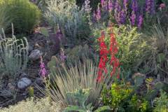 2025 Photo Contest, 1st Place, Native Plant Garden