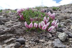 2025 Photo Contest, 2nd Place, Native Plants Category