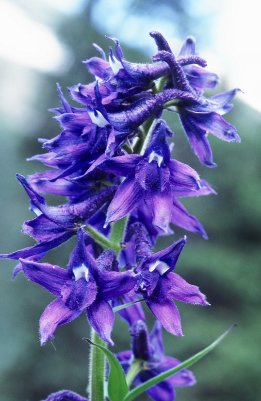 Subalpine Fens - Colorado Native Plant Society