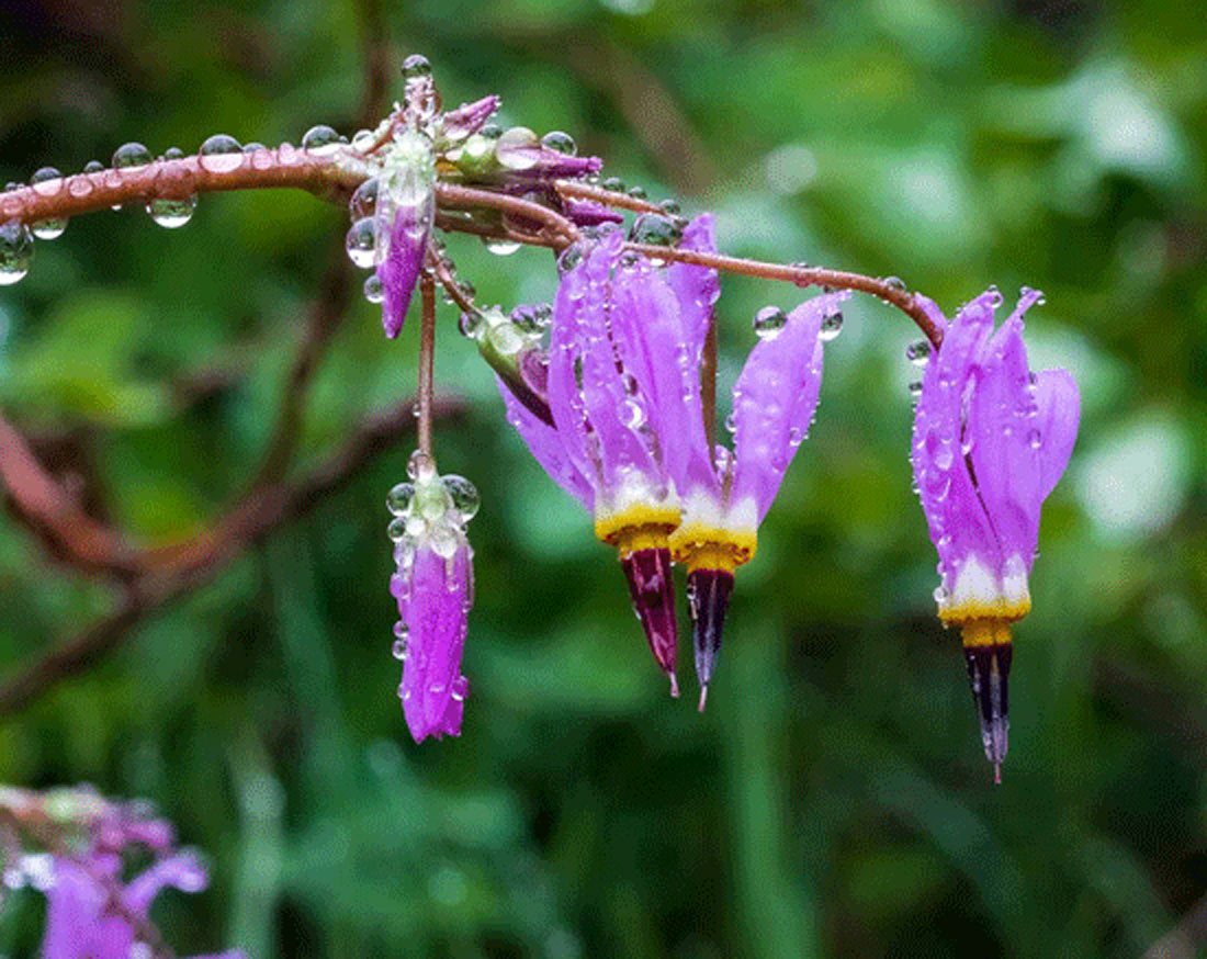 Subalpine Fens - Colorado Native Plant Society