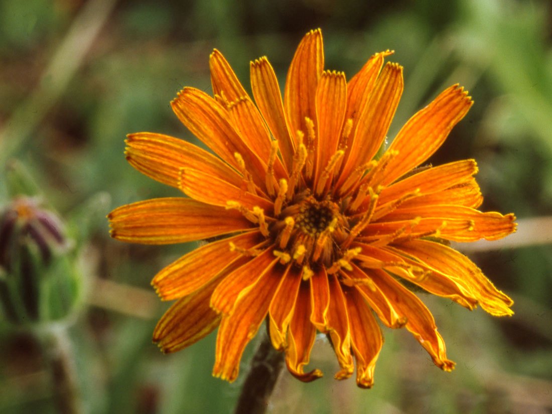 Subalpine Fens - Colorado Native Plant Society