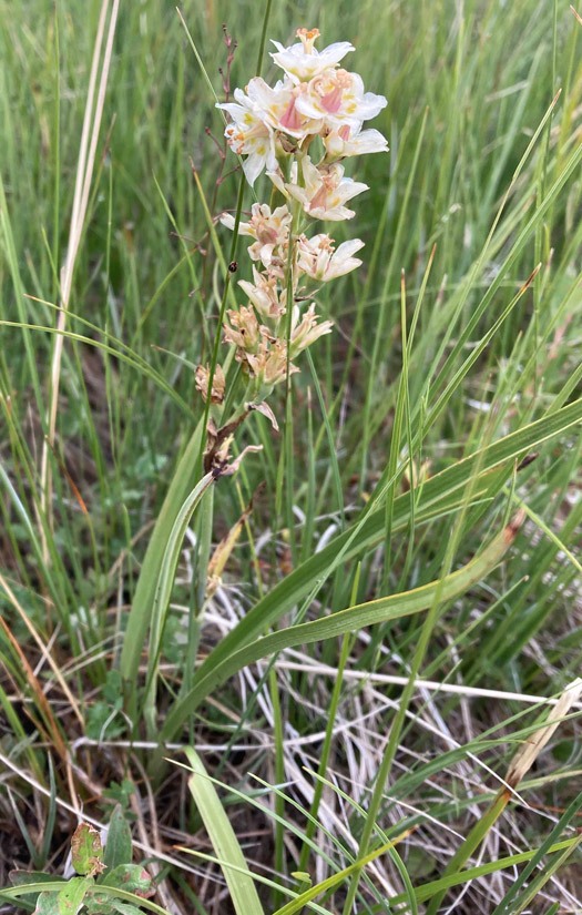 Subalpine Fens - Colorado Native Plant Society