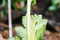 Pinnate Moonwort (Botrychium pinnatum)