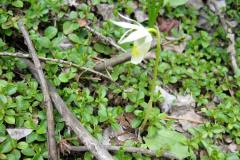 Fairy Slipper Orchid, white form, (Calypso bulbosa)