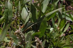 Bear River Daisy (Erigeron ursinus)