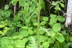 Bracted Lousewort (Pedicularis bracteosa var paysoniana)