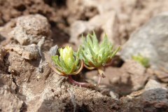 Burr Buttercup (Ranunculus testiculatus)