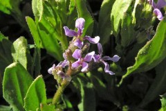 Purple Mustard (Chorispora tenella)