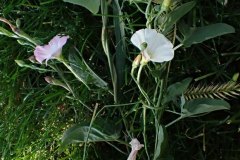 Bindweed (Convulvus arvensis)