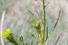 Flixweed (Descurainia sophia)