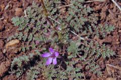 Filaria (Erodium cicutarium)