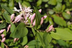 Tatarian Honeysuckle (Lonicera tatarica)