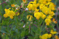 Scrub Lotus (Lotus tenuis)