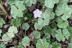 Common Mallow (Malva neglecta)