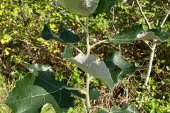 White Poplar (Populus alba)