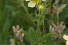 Sulphur cinquefoil (Potentilla recta)