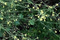 Wild Radish (Raphanus raphanistrum)