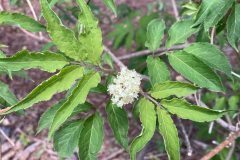 Common Elderberry (Sambucus canadensis)