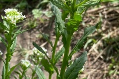 Field Pennycress (Thlaspi arvense)