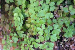 Common Southern Maidenhair Fern (Adiantum capillus veneris)