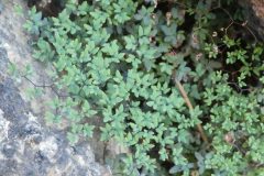 Fendler's False Cloak Fern (Argyrochosma fendleri)