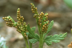 Lance-leaf Moonwort (Botrychium lanceolatum)