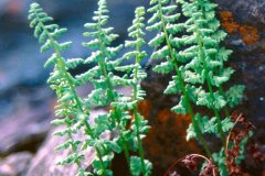 Brittle Bladder Fern (Cystopteris fragilis)