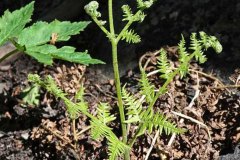 Hairy Bracken Fern (Pteridium aquilinum)