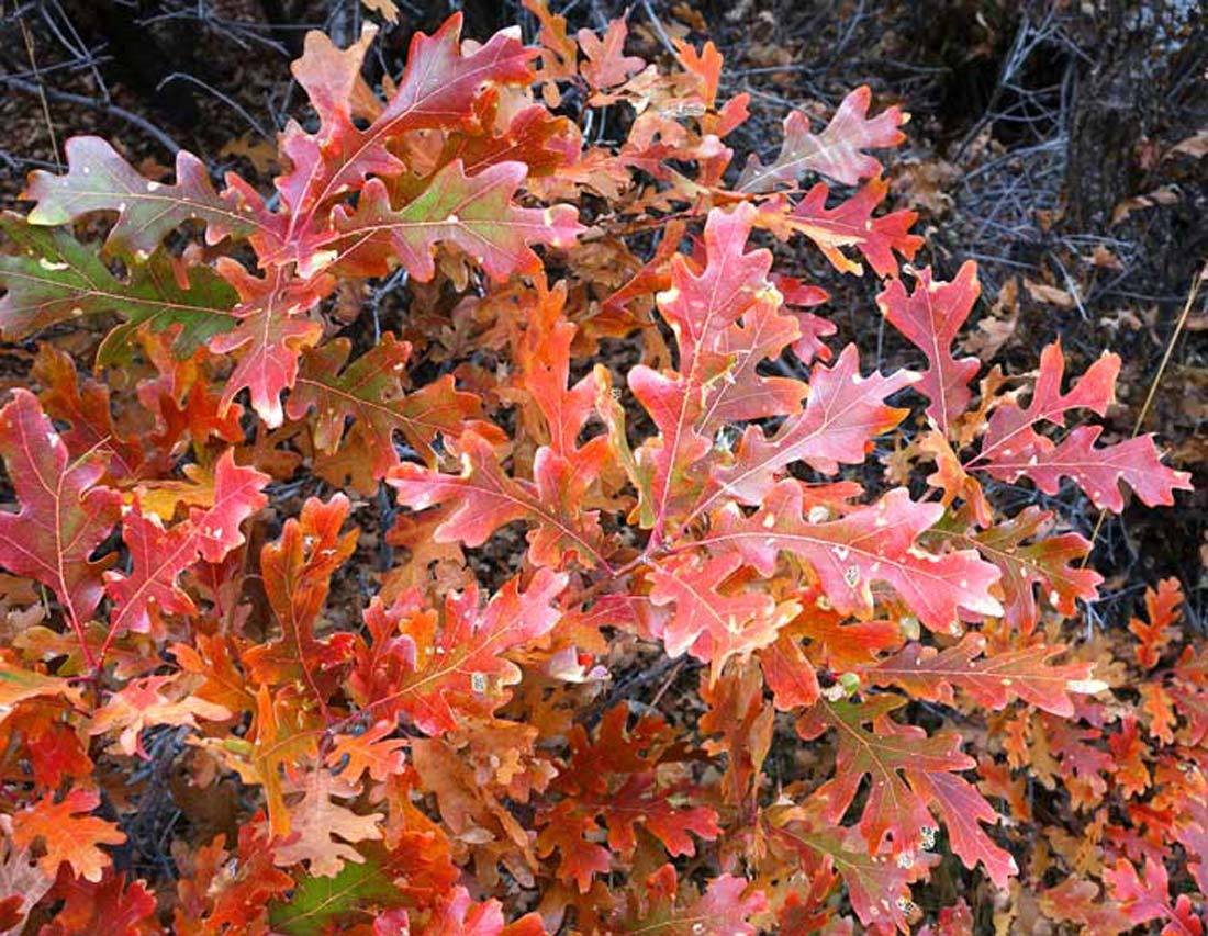 Gambel Oak (Quercus gambellii)