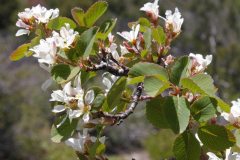 Utah Serviceberry (Amelanchier alnifolia var. utahensis)