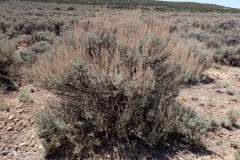 Wyoming Sagebrush (Artemisia tridentata var wyomingensis)