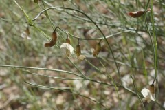 Lesser Rushy Milkvetch (Astragalus convalarius