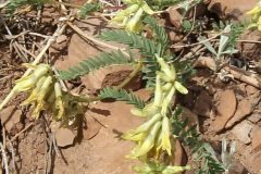 Rocky Mountain Milkvetch (Astragalus scopulorum)