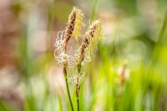 Sun Sedge (Carex inops ssp. heliophila)