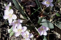 Rocky Mountain Spring Beauty) Claytonia rosea)
