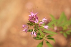 Rocky Mountain Bee Plant (Cleomella serrulata)