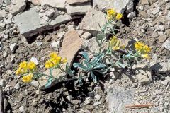 Piceance Bladderpod (Physaria parviflora)ria, rare foothill and tag plants galleries.
