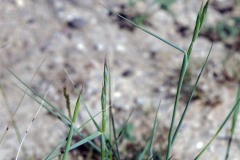 Bluebunch Wheatgrass (Pseudoroegneria spicata)