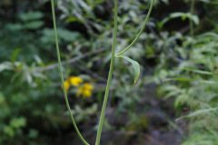Cut-leaf Coneflower (Rudbeckia lacinata var ampla)