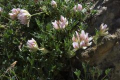 Intermountain Clover (Trifolium andinum)
