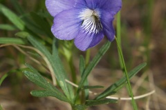 Birdtooth violet (Viola pedatifida)