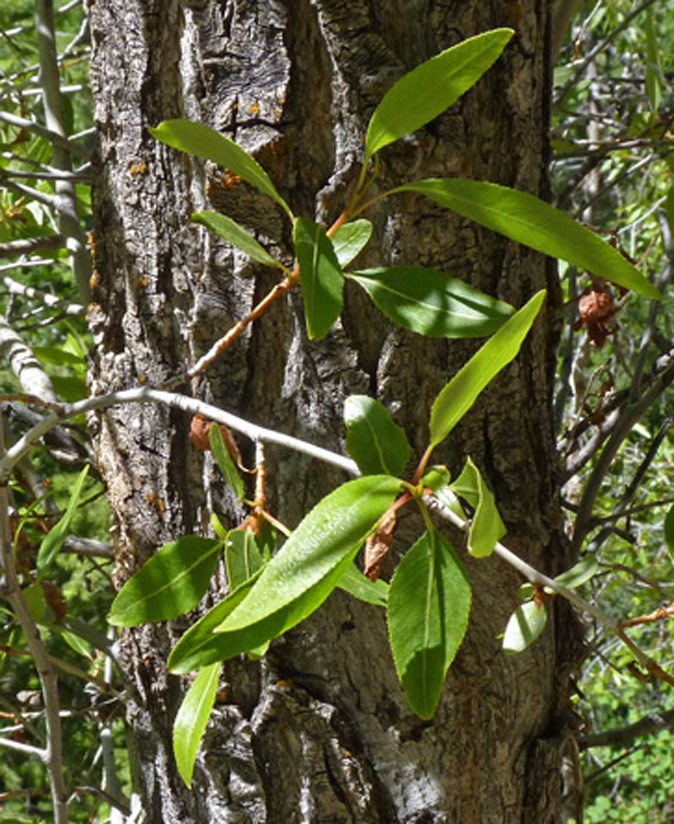 Narrowleaf Cottonwood (Populus angustifolia)