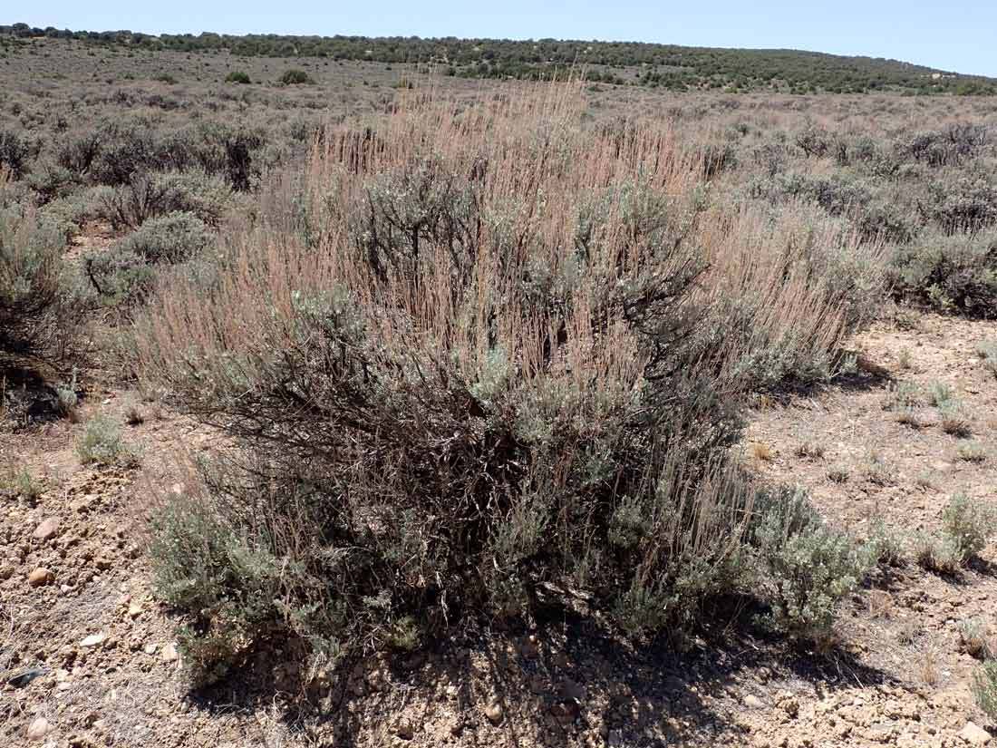Wyoming Sagebrush (Artemisia tridentata var wyomingensis)