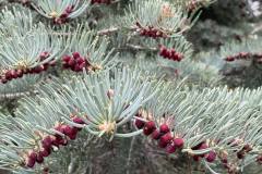 White Fir (Abies concolor)