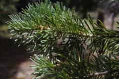 Subalpine Fir (Abies lasiocarpa)