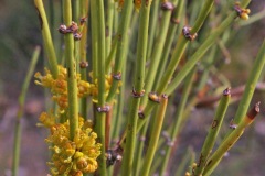 Green Ephedra (Ephedra viridis)