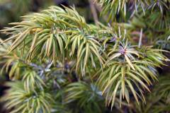Common Juniper (Juniperus communis)