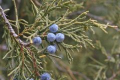 Rocky Mountain Juniper (Juniperus scopulorum)